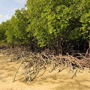 A fine example of mangrove trees with their roots protuding above the sand. At high tide these roots are under water - Cape York. Northern Australia