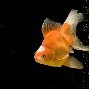 Fish - goldfish - black background & bubbles