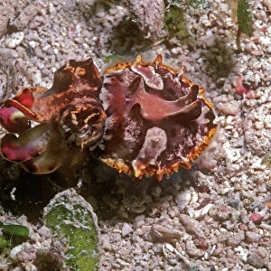 Flamboyant cuttlefish - photographed in an isolated area of Papua New Guinea because of its unusual behavour the photographer believes this to be a new species. The animal could blend in with the bottom