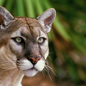 Florida Cougar / Mountain Lion / Puma. Florida - USA. endangered species. Also known as the Florida Panther. MR1044