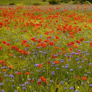 Flowers in meadow - Poppy and Cornflowers - Provence - France