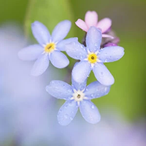 Forget-me-Not Flowers Norfolk UK
