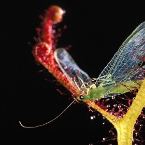 Fork-leaved Sundew - with trapped Green Lacewing