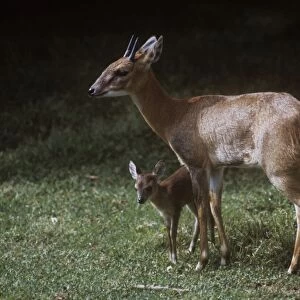 Four-horned Antelope / Chousingha - buck and young