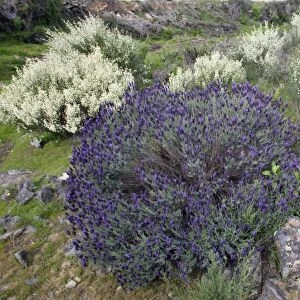 French Lavender and White Broom (Lygos raetam) - Extremadura, Spain