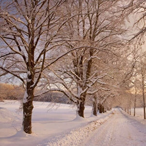 Frosty Winter Scene - deep snow covered winter landscape showing a plowed country road flanked by trees covered with frost - Swabian Alb - Baden-Wuerttemberg - Germany