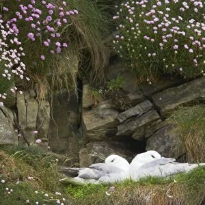 Fulmar - On nest amongst thrift Sumburgh Head, Shetland, UK BI010628