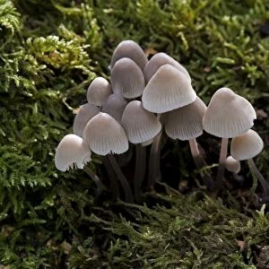 Fungi - Mycena alcalina - Habitat on mossy stumps, usually of conifer. Common and edible but not worthwhile. Nap Wood Nature Reserve, East Sussex. October. UK