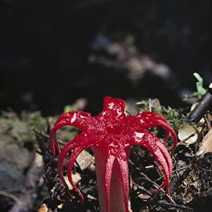 Fungus - Attracts flies with its vile odour, Gordon River, Tasmania, Australia JPF19495