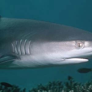 Galapagos Shark - These sharks are inquisitive and will swim close to divers. Lord Howe Island. Australia GAL-012