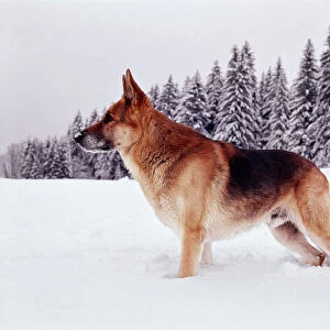 German Shepard Dog / Alsation JPF 782 Standing in snow © Jean-Paul Ferrero / ARDEA LONDON