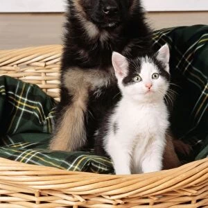 German Shepherd Dog Pupppy & Kitten in basket