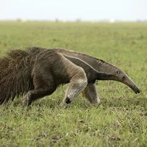 Giant Anteater in the Llanos Venezuela