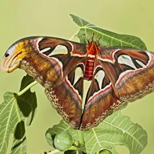 Giant Atlas Moth - on leaf - South East Asia - controlled conditions 14653