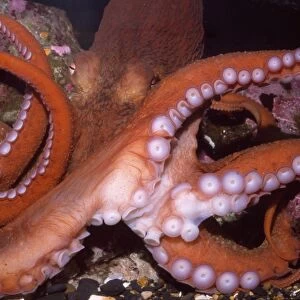 Giant Pacific Octopus - Alsaka to California - formerly: Octopus apollyon