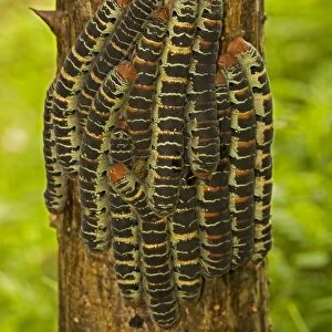 Giant Silk Moth - group on tree trunk - found from Mexico to Bolivia,  Ecuador and south-eastern Brazil