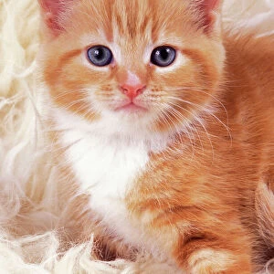 Ginger Cat JD 16482 Kitten on rug © John Daniels / ardea. com