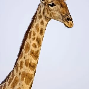 Giraffe - head and neck portrait - Etosha National Park - Namibia - Africa