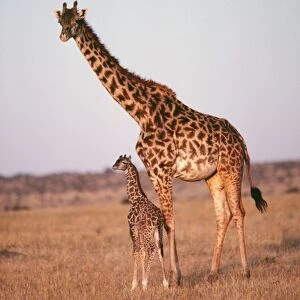 Giraffe YAB 686 Adult with young Giraffa camelopardalis © Yann Arthus-Bertrand / ARDEA LONDON
