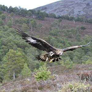 Golden Eagle - Scottish Moor - Aviemore - Scotland