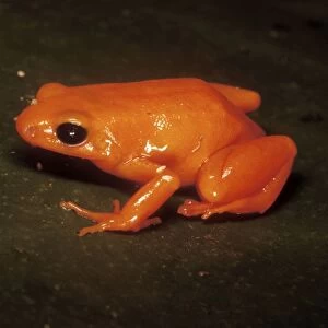 Golden Mantella Frog Madagascar