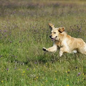 Golden Retriever Dog - running through field