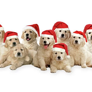 Golden Retriever Dogs - puppies wearing Christmas hats. Digital Manipulation: Comped dogs together, added hats. All JD