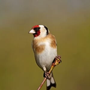 Goldfinch - Cornwall - UK