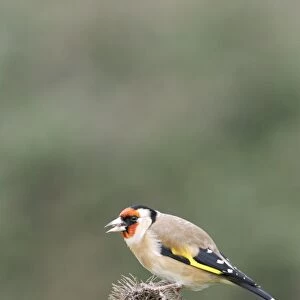 Goldfinch - On teasel side view Bedfordshire, UK