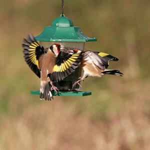 Goldfinches - Fighting at niger feeder Bedfordshire, UK