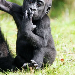 Gorilla - baby animal portrait, distribution - central Africa, Congo, Zaire, Rwanda