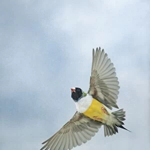 Gouldian Finch In flight from below wings outstreached