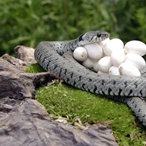 Grass / Ringed Snake - at nest protecting eggs. Alsace. France