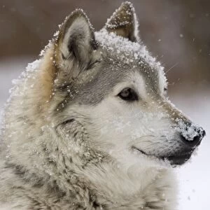Gray / Grey / Timber Wolf - male in snow - controlled conditions