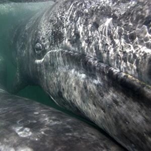 Gray Whale - Underwater close-up of a calf. The mother is in the lower left; she is swimming upside-down (a throat groove is visible in the lower left corner of the image). San Ignacio Lagoon, Baja California South, Mexico