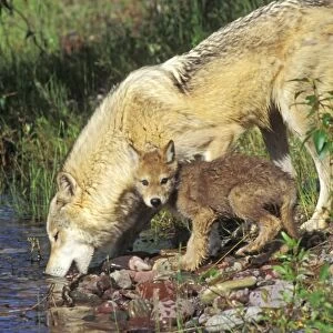 Gray Wolf - mother and pup drinking from water pool, Montana