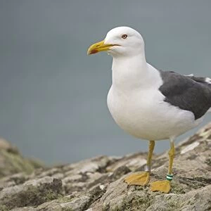 Great Black-back Gull - Skomer Island Pembrokeshire West Wales UK