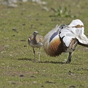 Great Bustard male displaying with female