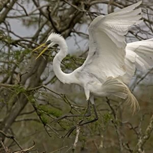 Great / Common / American Egret - in flight - taking off from tree - Louisiana - USA