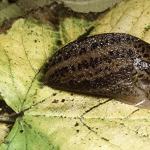 Great Grey Slug / Leopard Slug - UK's largest slug, garden pest