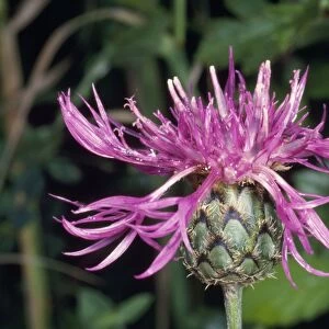 Great Knapweed Flower - head UK