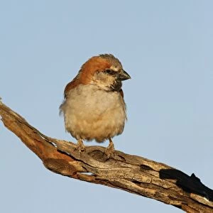 Great Sparrow Perched on dead tree branch Central Namibia, Africa