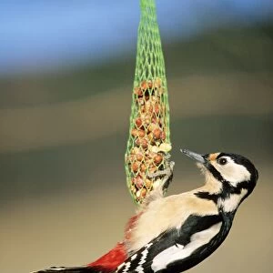 Great Spotted Woodpecker - on winter feeder