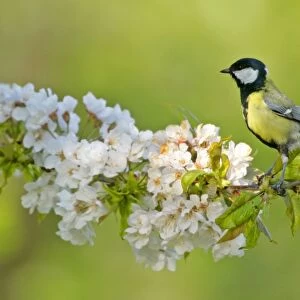 Great tit sitting on blooming cherry tree twig Baden-Wuerttemberg, Germany