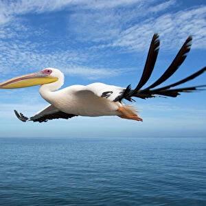 Great White Pelican - In flight over the Atlantic Ocean near Walvis Bay Namibia. Africa