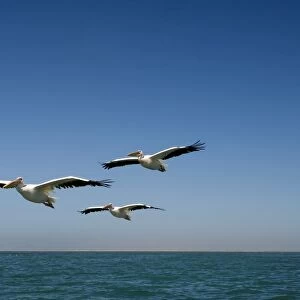 Great White Pelicans - in flight over the ocean - Atlantic Ocean - Namibia - Africa