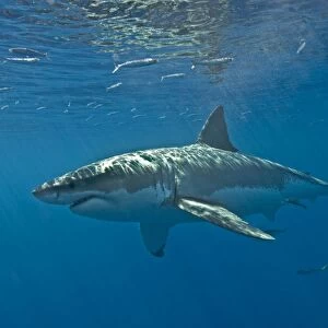Great White Shark - Mexico