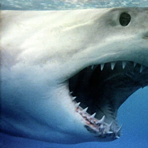 Great White Shark - With mouth wide open, South Australia