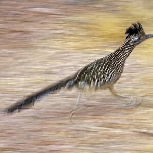 Greater Roadrunner - Running - Large-crested-terrestrial bird of arid Southwest - Common in scrub desert and mesquite groves - Seldom flies -Eats lizards-snakes and insects Arizona USA