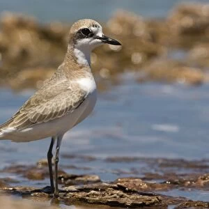 Greater Sand Plover Greater Sand Plover / Greater Sandplover / Large Sand Dotterel. Breeds eastern Europe and central Asia and winters along the shores of eastern Africa around the Indian Ocean to Australia